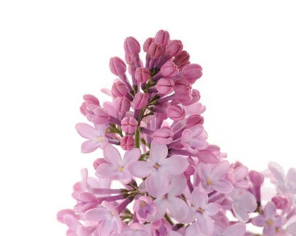 Lilas en gros plan — Photo