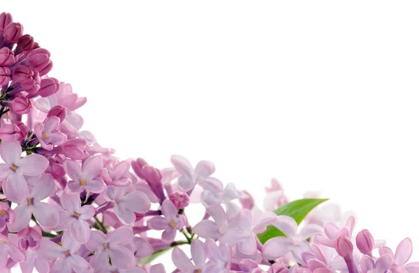 Um monte de lilás — Fotografia de Stock