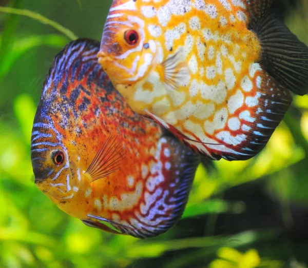 Discus fish — Stock Photo, Image