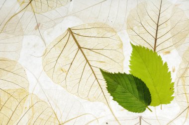 Kuru ve yeşil yaprak