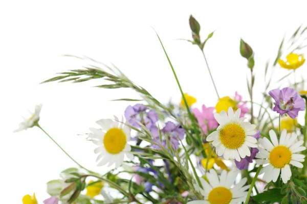 野生の花 — ストック写真