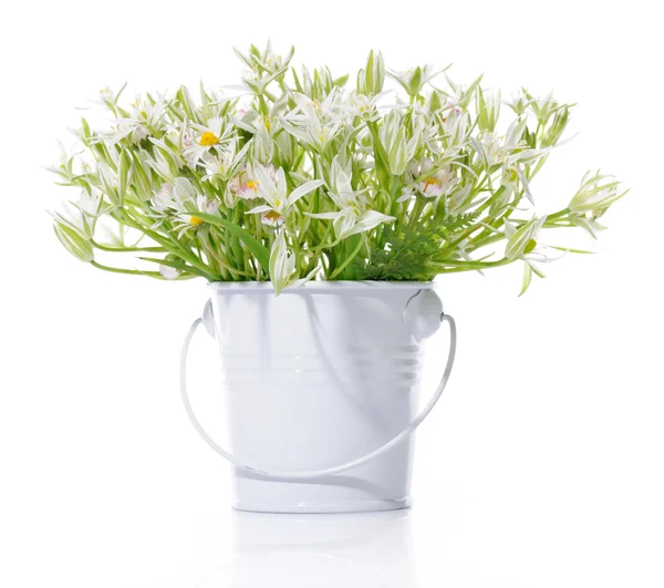 Spring flowers — Stock Photo, Image