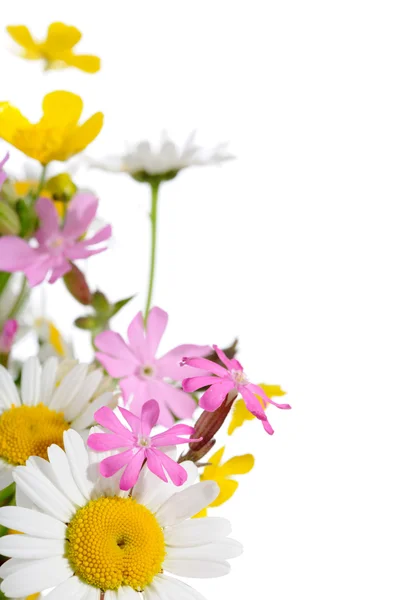 Bellissimi fiori — Foto Stock