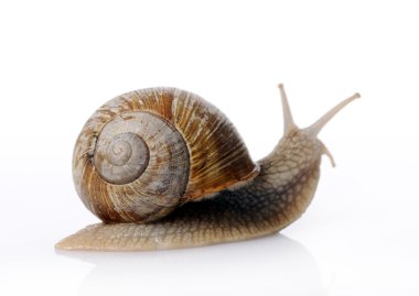 Bahçe salyangoz