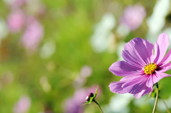 Kosmos Blumen — Stockfoto