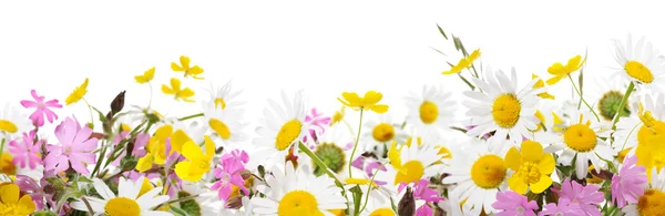 野生の花 — ストック写真