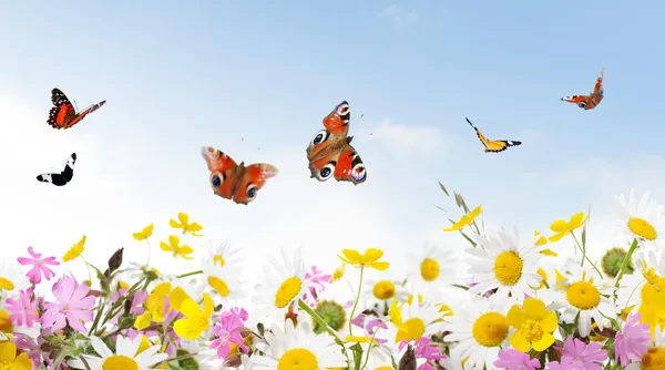 Schoonheid in de natuur — Stockfoto