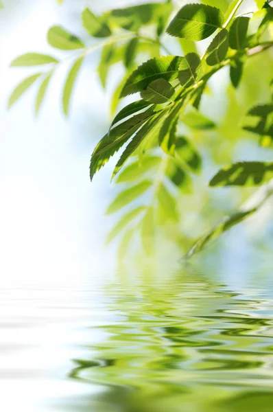 Foglie e acqua — Foto Stock