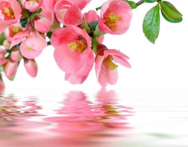 Flowering quince — Stock Photo, Image