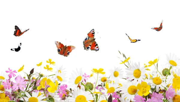 Цветы и бабочки Стоковое Фото