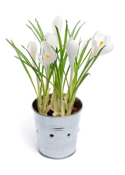 Voorjaarsbloemen — Stockfoto