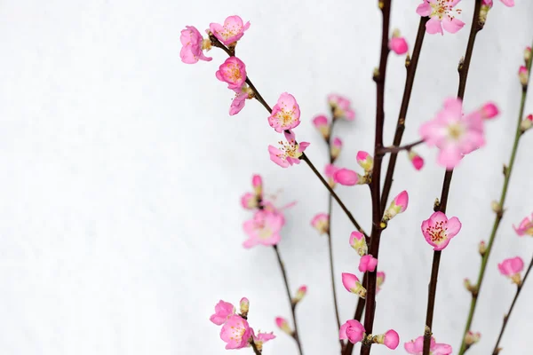 春の花 — ストック写真