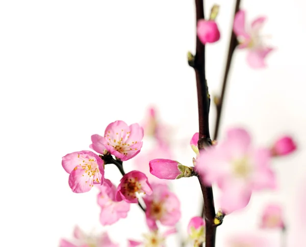 Flores de pêssego — Fotografia de Stock