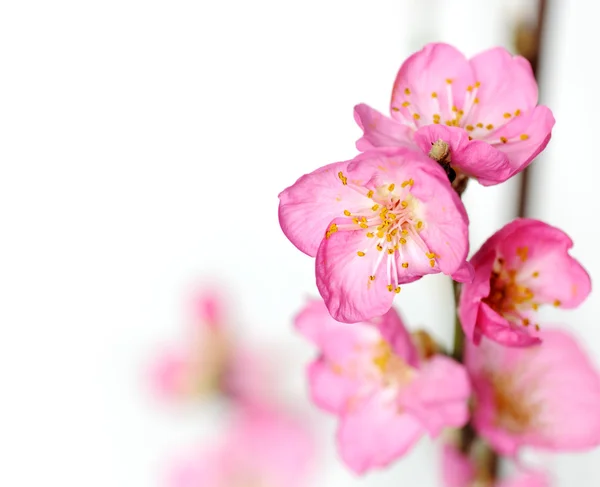 Flores de primavera rosa — Fotografia de Stock