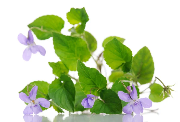 Violet plant — Stock Photo, Image