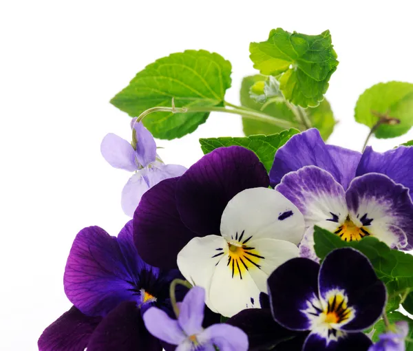 Pansies and violets — Stock Photo, Image