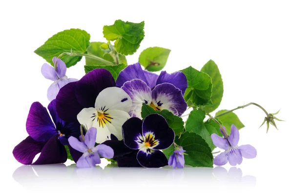 Pansies and violets — Stock Photo, Image