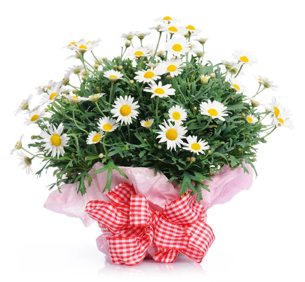 Beautiful bouquet — Stock Photo, Image