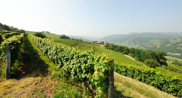 Weinberge — Stockfoto