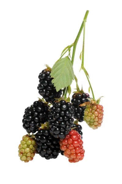 Blackberries — Stock Photo, Image