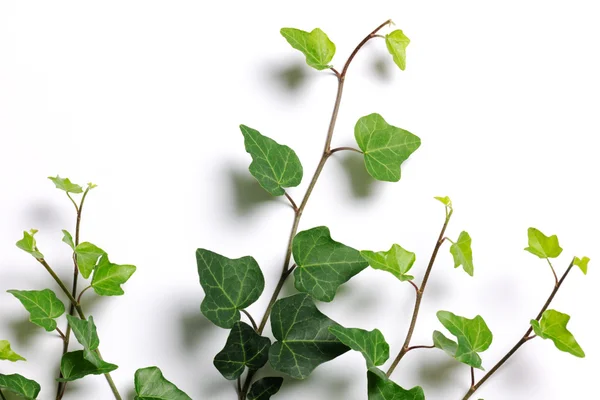 Ivy twigs — Stock Photo, Image
