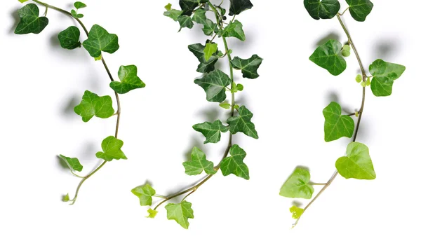 Ivy twigs — Stock Photo, Image