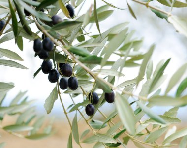zeytin dalı