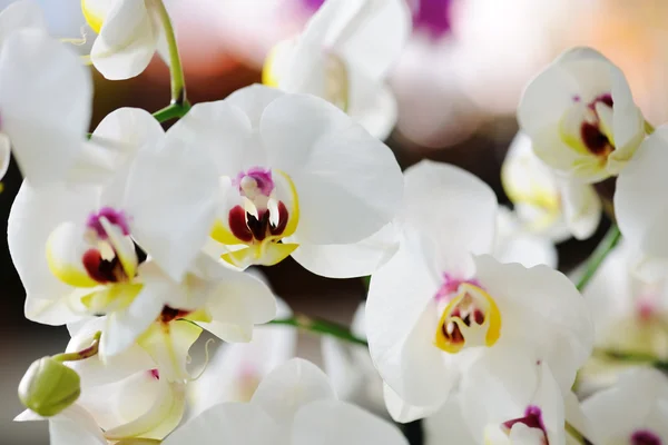 Bílá orchidej — Stock fotografie