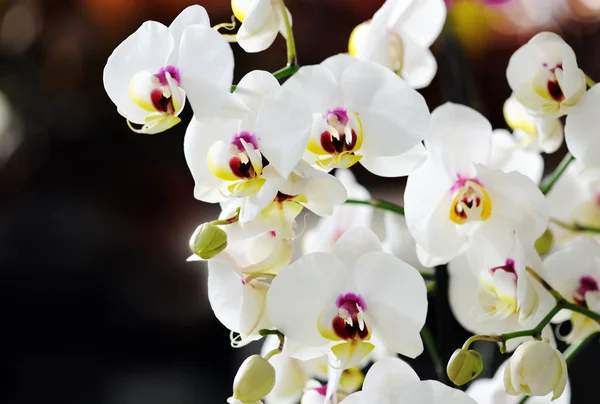 Witte orchidee — Stockfoto