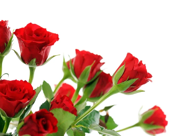 Red roses — Stock Photo, Image