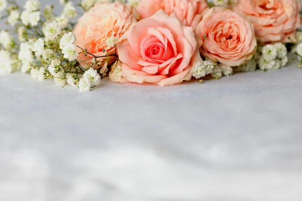 Beautiful roses — Stock Photo, Image