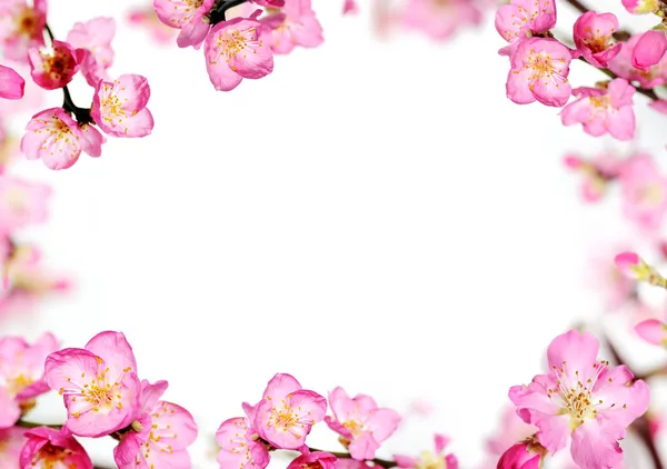 Peach flowers frame — Stock Photo, Image