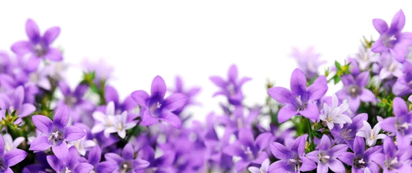 bluebells çerçeve