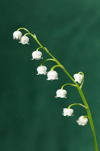 Lily van de vallei — Stockfoto