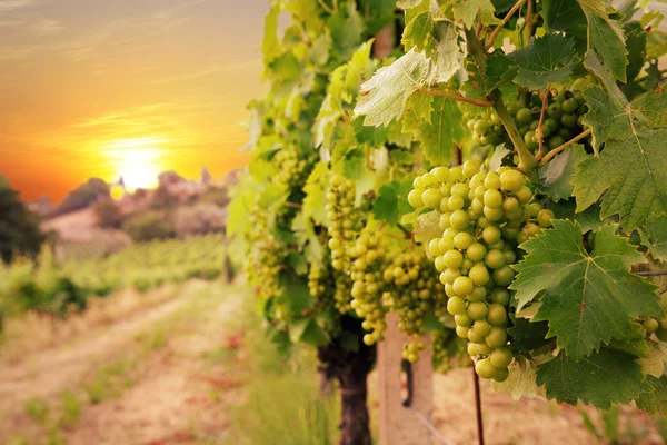 Weinberge — Stockfoto