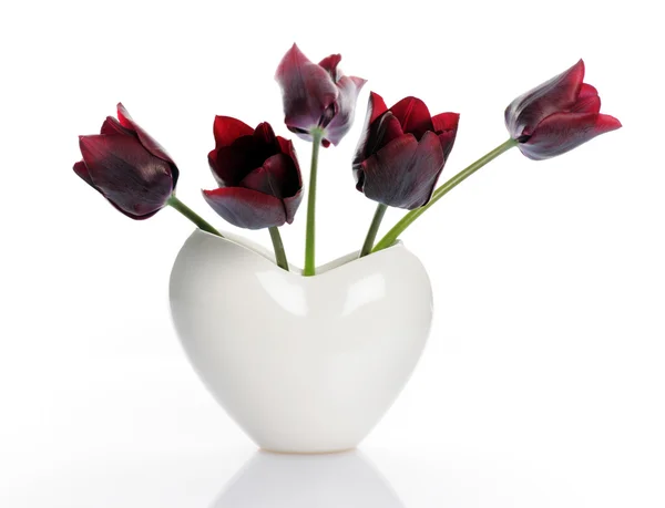 Tulipes sombres — Photo