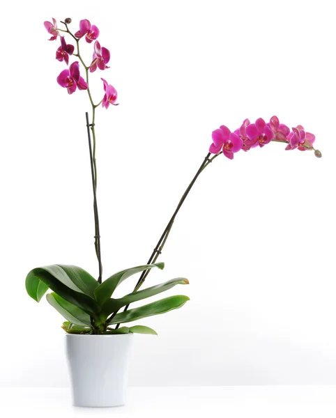 Beautiful orchid — Stock Photo, Image