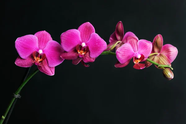 Rosa orkidé på svart — Stockfoto