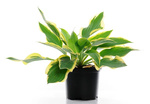 Hosta — Stock Photo, Image