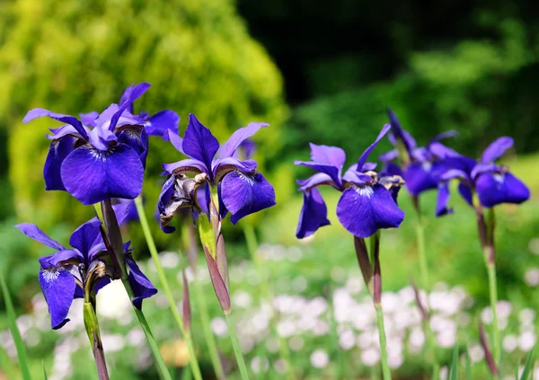 Iris sibirica — Fotografie, imagine de stoc