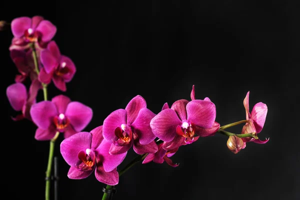 Fialová orchidej na černém pozadí — Stock fotografie