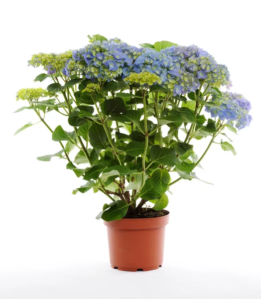 Blauwe hortensia — Stockfoto