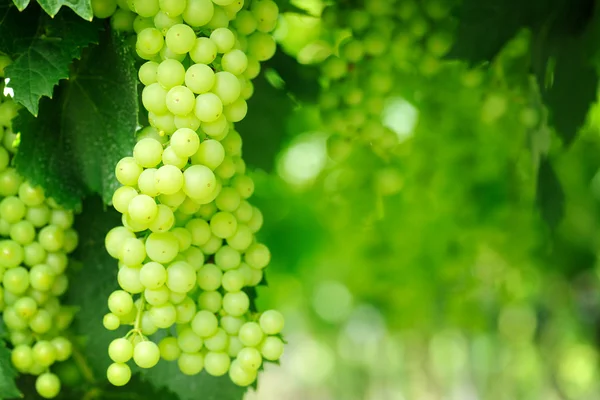 Green grapes — Stock Photo, Image