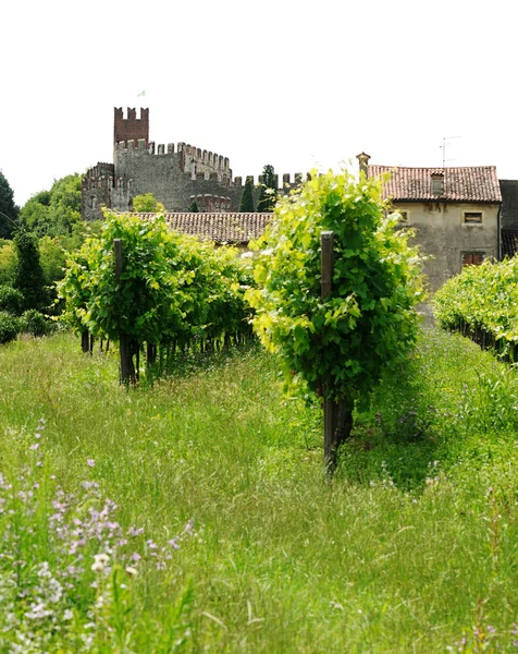 Paisagem com vinhas e castelo — Fotografia de Stock