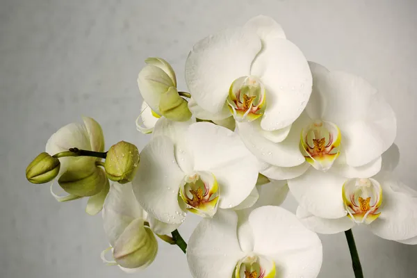 Witte orchideeën — Stockfoto