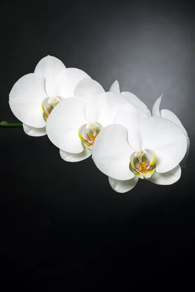 Weiße Orchideen — Stockfoto