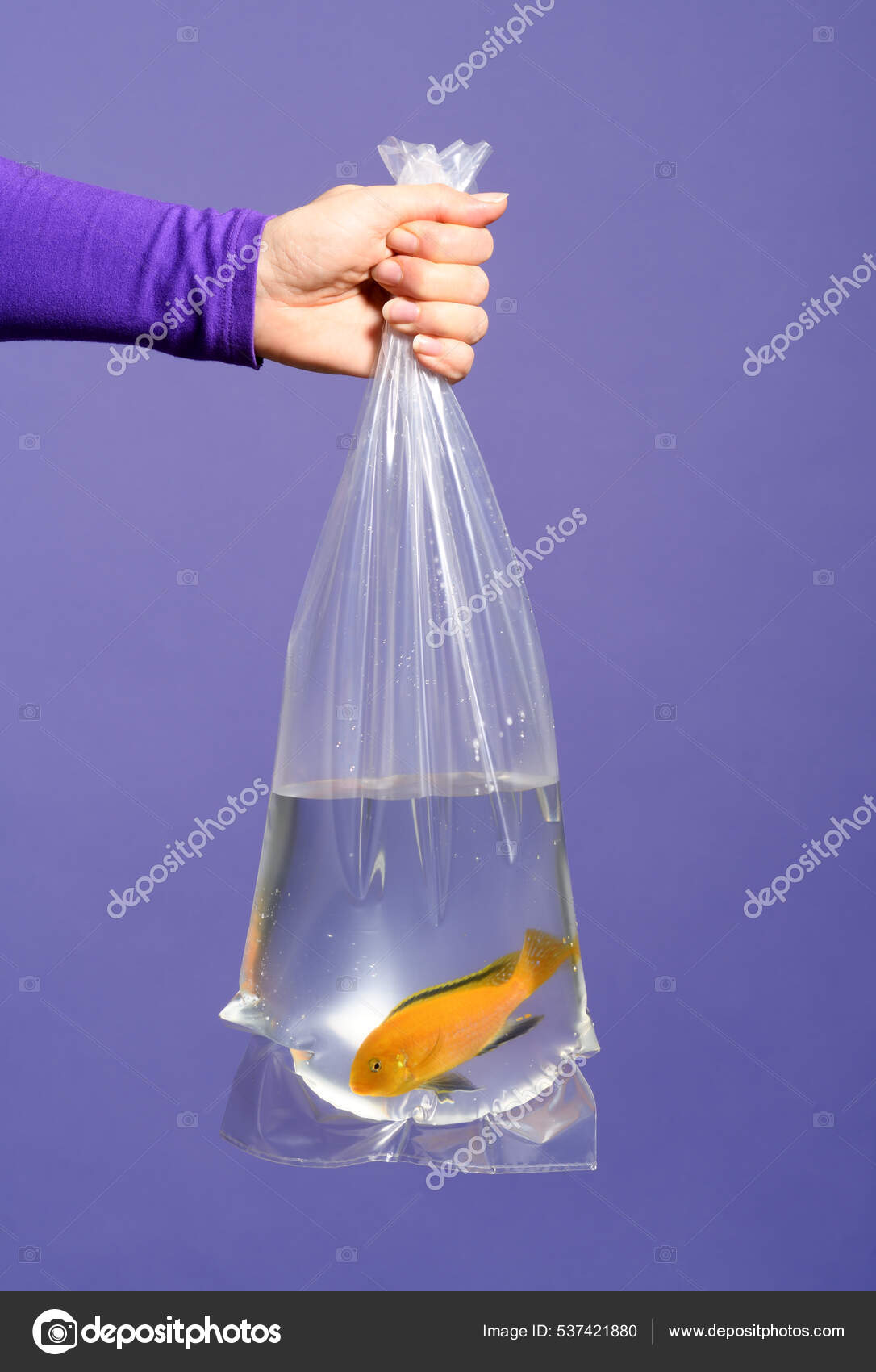 Hand Holding Plastic Bag Aquarium Fish Labidochromis Caeruleus