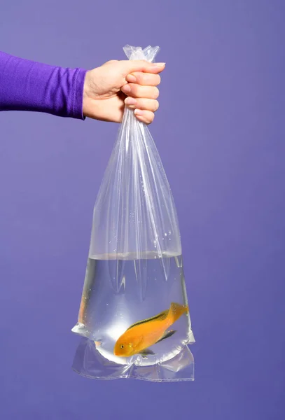 Mano Sosteniendo Una Bolsa Plástico Con Peces Acuario Labidochromis Caeruleus — Foto de Stock