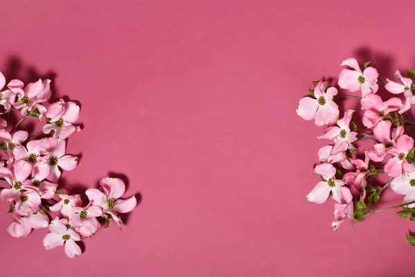 Stomme Vackra Vårblommor Cornus Florida — Stockfoto