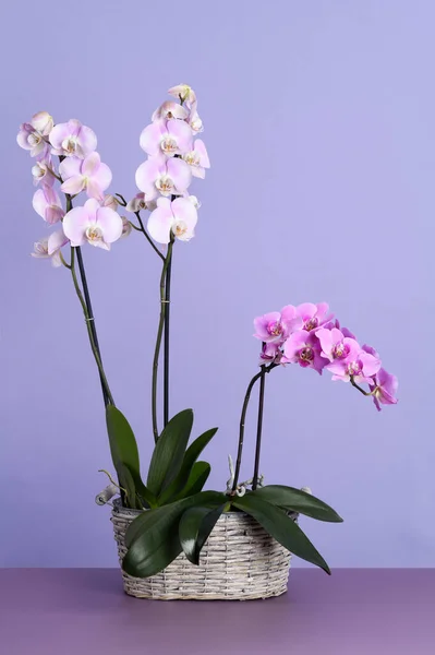 Pot Met Prachtige Orchideeën Een Violette Achtergrond — Stockfoto
